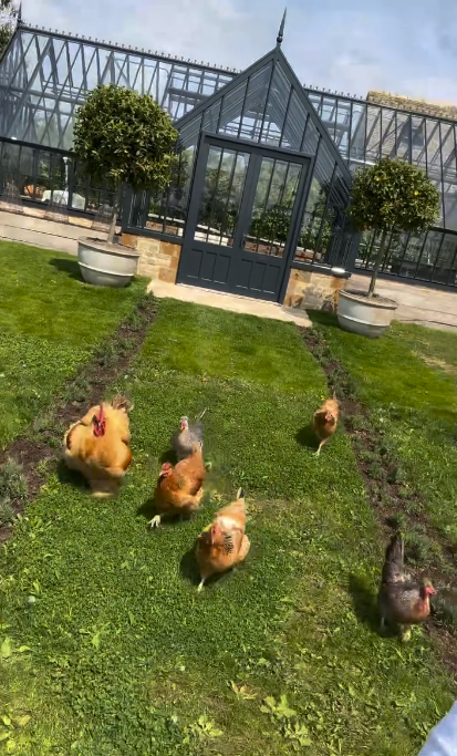 chickens in a back garden