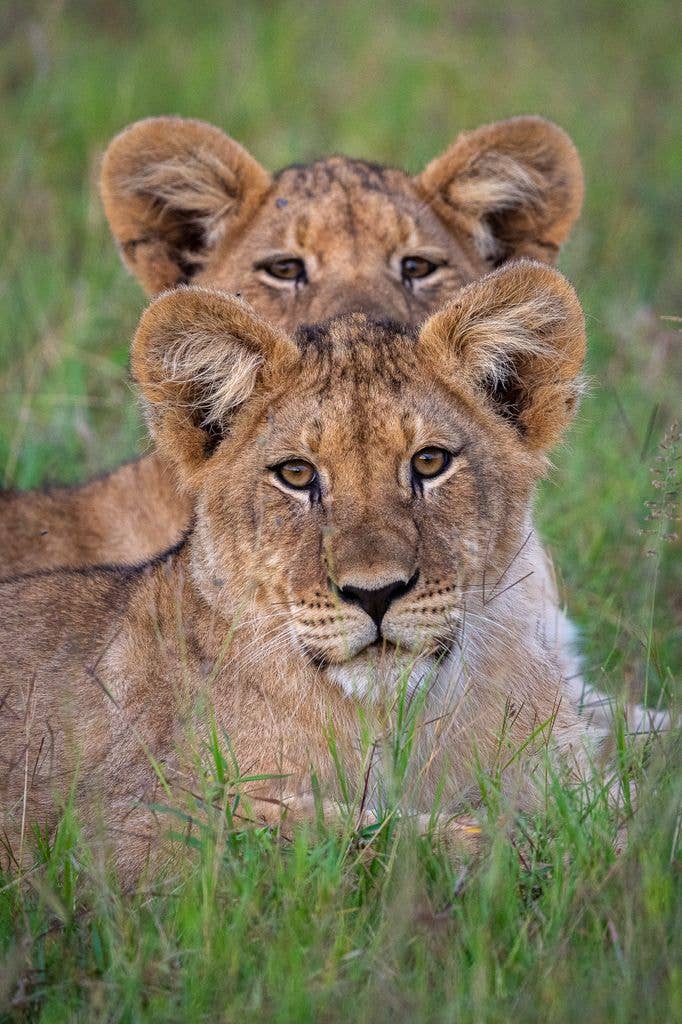 A photo of two lions in the grass