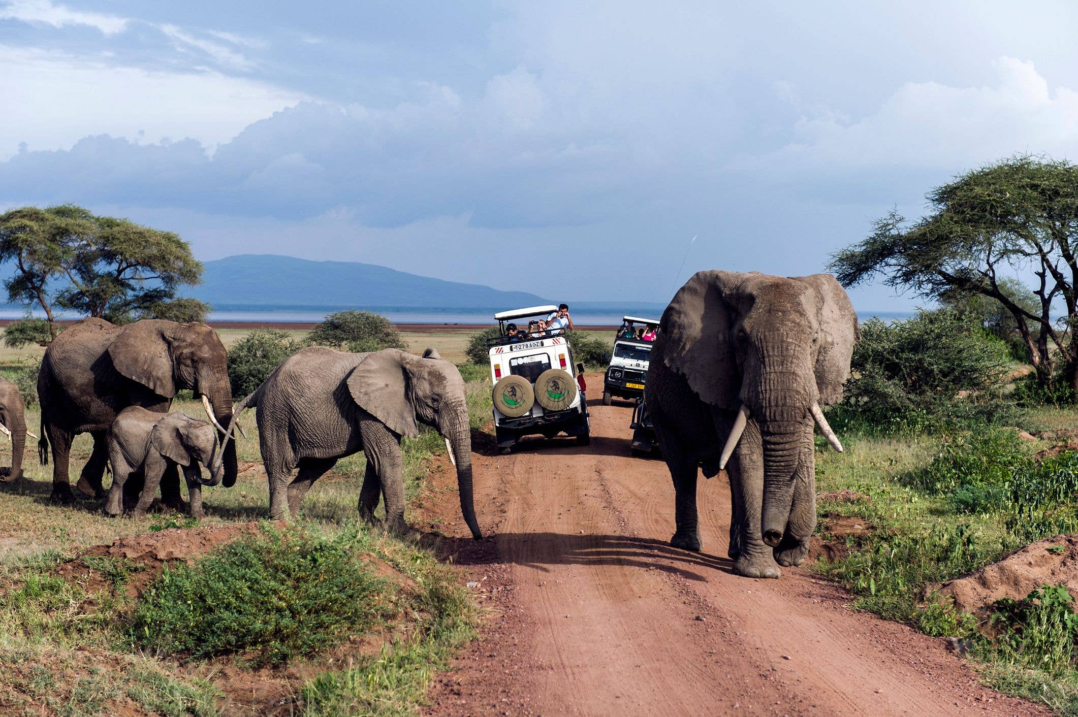 Get up close with elephants at Lake Manyara National Park