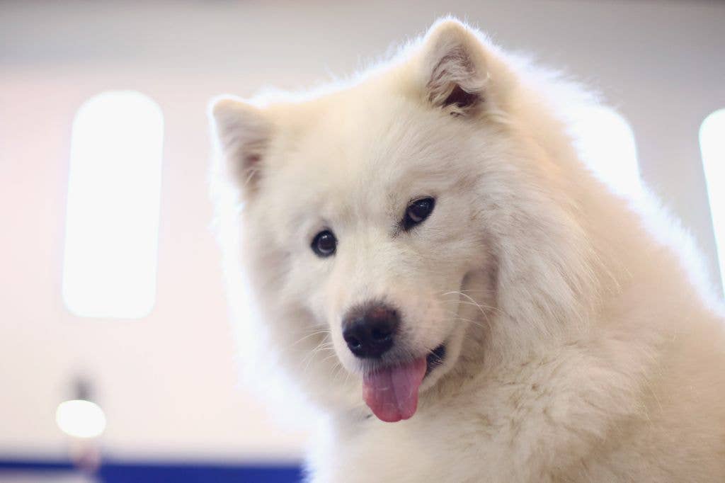 Close-up of a fluffy white dog with tongue out, standing indoors.