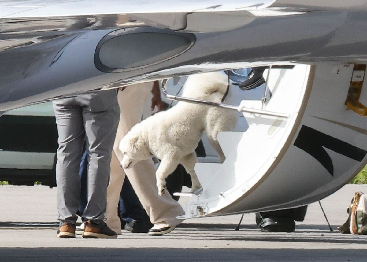 He was followed closely by his new dog, which he reportedly shares with Taylor Swift