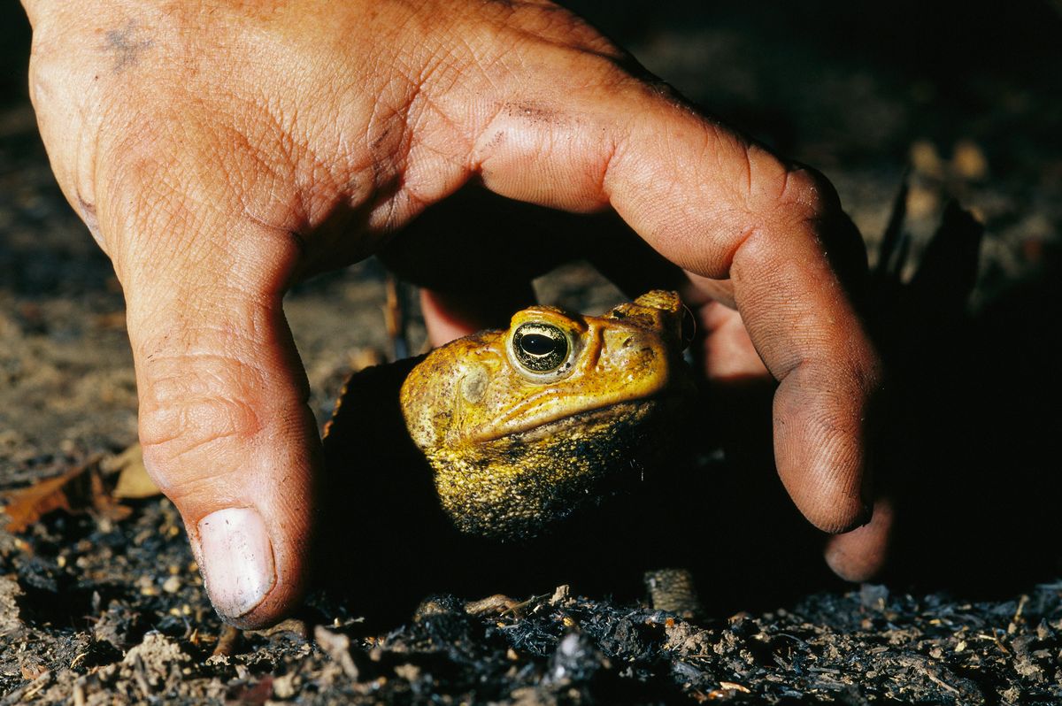 The Phoenix Species Project will fund recovery strategies specifically designed for each animal or plant.