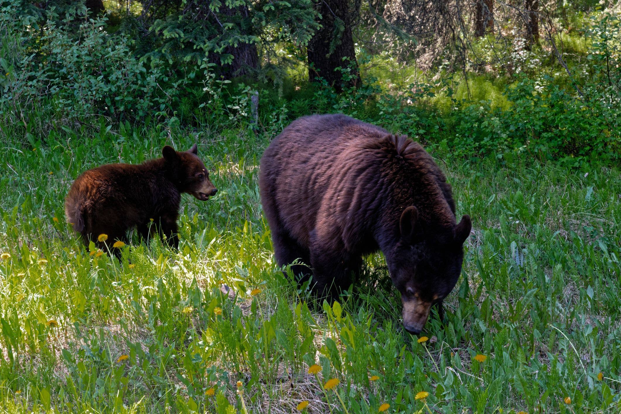 A mother bear and her cub on Maligne Lake Road in Jasper National Park