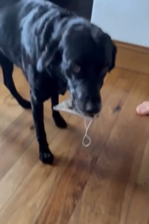 Meghan and Harry's black labrador pula carried her party hat in her mouth!
