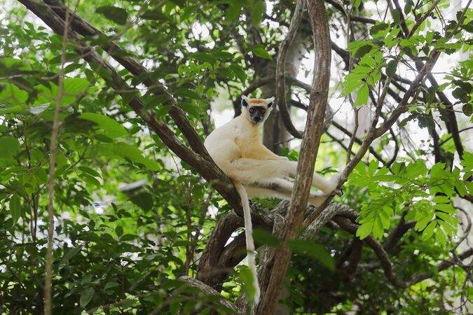 Golden-Crowned Sifaka
