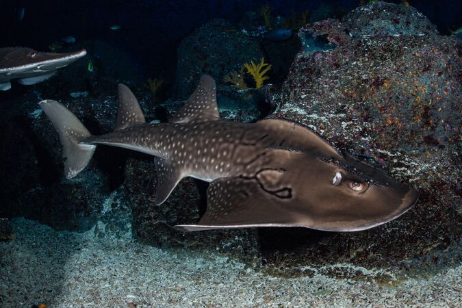Bowmouth Guitarfish
