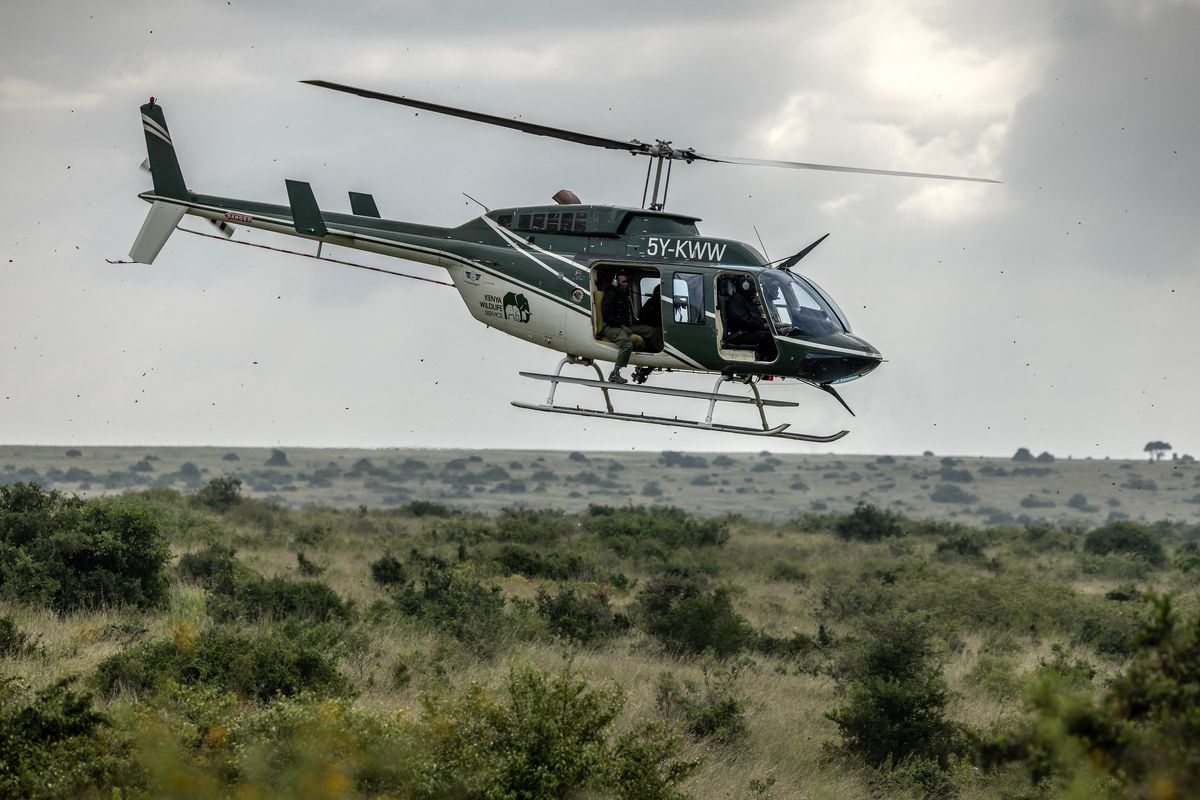 The Kenya Wildlife Service (KWS) look for animals in a helicopter
