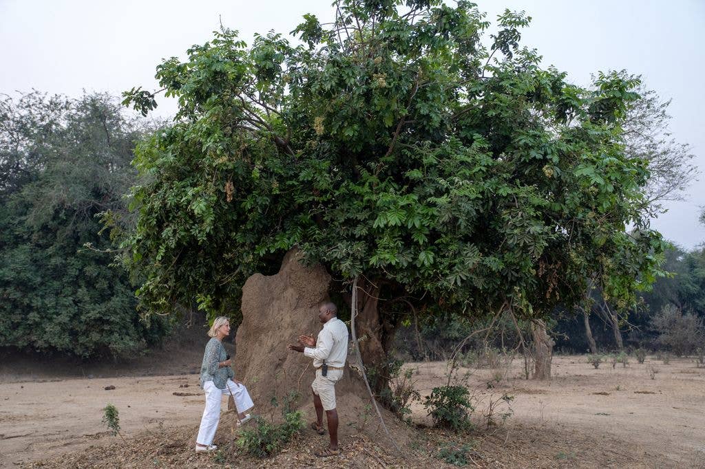 The Duchess of Edinburgh (left) takes a closer look at a termite mound during a game drive to see the wildlife 