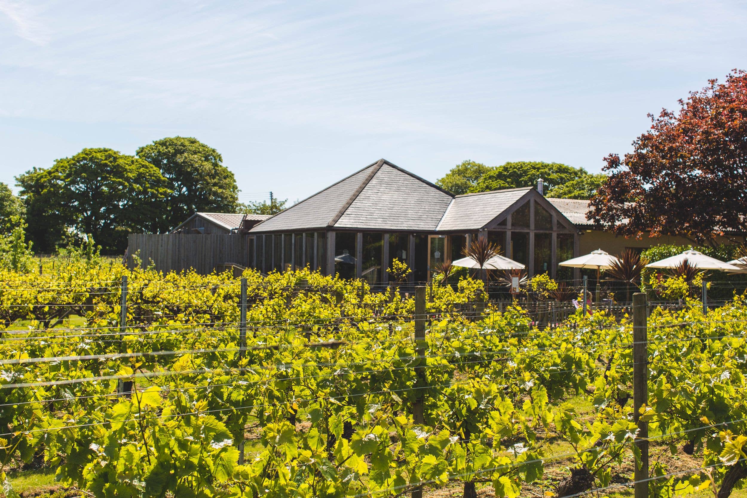 Take a break among the vines of La Mare Wine Estate