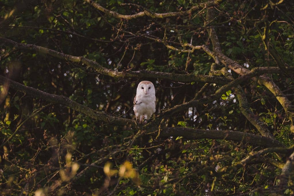 One of Elmley's prettiest residents