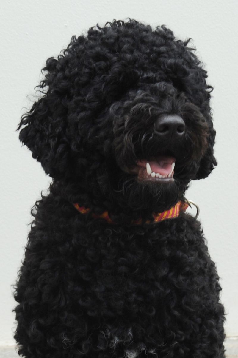 The White House- Washington DC Sunny the new Obama family dog pauses for a photo.